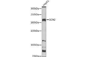 Western blot analysis of extracts of HepG2 cells, using GCN2 Antibody (ABIN6127829, ABIN6140031, ABIN6140033 and ABIN6216318) at 1:1000 dilution. (GCN2 抗体  (AA 1-300))