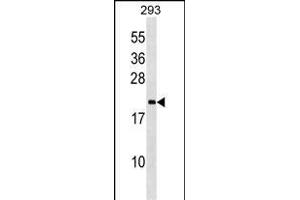 IL3 Antibody (C-term) (ABIN1536675 and ABIN2848724) western blot analysis in 293 cell line lysates (35 μg/lane). (PPIL3 抗体  (C-Term))