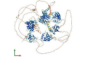 Protein Structure (PS) image for Membrane Associated Guanylate Kinase, WW and PDZ Domain Containing 2 (MAGI2) (AA 1-1275) protein (His tag) (ABIN7565250)
