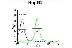 VHL Antibody (C-term) (ABIN390463 and ABIN2840833) flow cytometric analysis of HepG2 cells (right histogram) compared to a negative control cell (left histogram). (VHL 抗体  (C-Term))