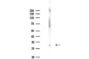 anti-14-3-3 eta (YWHAH) (Internal Region) antibody