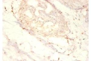 Immunohistochemistry of paraffin-embedded human mammary gland tissue using ABIN7169869 at dilution of 1:50 (SNRPG 抗体  (AA 1-76))