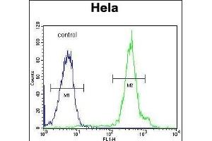 FUS Antibody (C-term) (ABIN654146 and ABIN2844013) flow cytometric analysis of Hela cells (right histogram) compared to a negative control cell (left histogram).