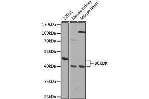 Western blot analysis of extracts of various cell lines, using BCKDK antibody. (BCKDK 抗体)