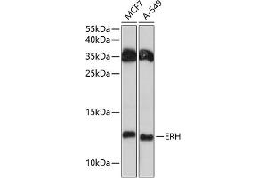 Western blot analysis of extracts of various cell lines, using ERH antibody (ABIN6133507, ABIN6140284, ABIN6140286 and ABIN6215884) at 1:3000 dilution. (ERH 抗体  (AA 1-104))