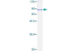 NUF2 Protein (AA 1-464) (GST tag)