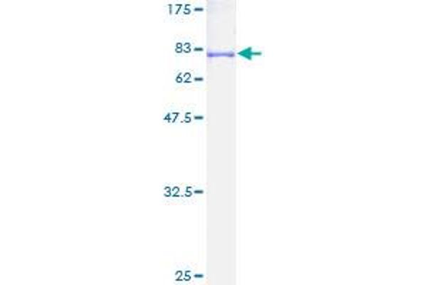 NUF2 Protein (AA 1-464) (GST tag)