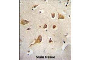 Kif5C-2 Antibody (ABIN655993 and ABIN2845375) immunohistochemistry analysis in formalin fixed and paraffin embedded human brain tissue followed by peroxidase conjugation of the secondary antibody and DAB staining. (KIF5C 抗体)