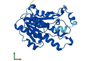 AlphaFold protein structure predicition of Human Recombinant DCXR Protein, UniprotID Q7Z4W1