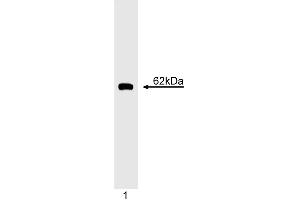 Western blot analysis of Cyclin B1. (Cyclin B1 抗体)