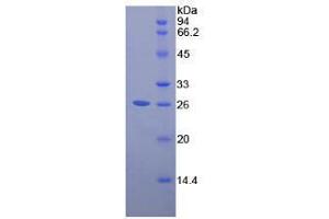 SDS-PAGE analysis of Human Pepsinogen A Protein. (Pepsinogen A 蛋白)