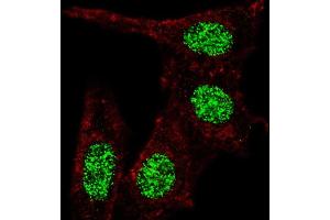 Immunofluorescence (IF) image for anti-Kruppel-Like Factor 4 (Gut) (KLF4) (AA 481-504) antibody (ABIN389190)