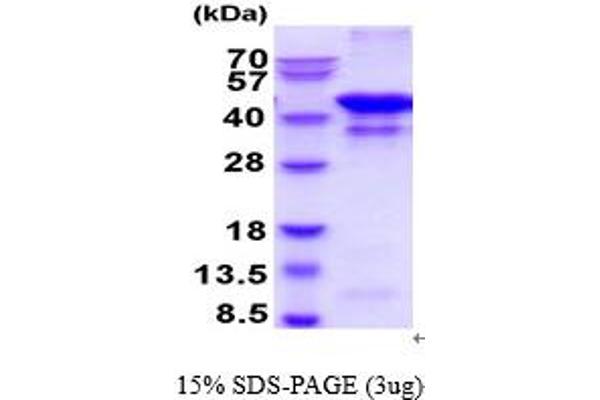 GLUL Protein (AA 1-373)