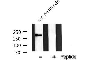 Western Blotting (WB) image for anti-Minichromosome Maintenance Complex Component 3 Associated Protein (MCM3AP) (C-Term) antibody (ABIN6261878)