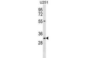 TCEA2 Antibody (Center) western blot analysis in U251 cell line lysates (35 µg/lane). (Tcea2,tfiis.l (AA 85-115), (Middle Region) 抗体)