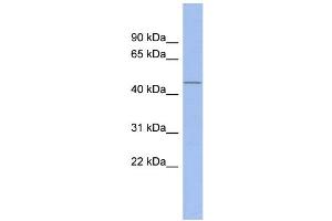 WB Suggested Anti-SP7 Antibody Titration:  0. (SP7 抗体  (N-Term))