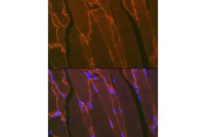 Immunofluorescence analysis of mouse bone marrow using Dystrophin Rabbit mAb (ABIN7266871) at dilution of 1:100 (40x lens). (Dystrophin 抗体)