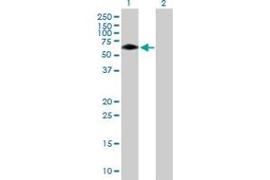 Western Blot analysis of BTBD10 expression in transfected 293T cell line by BTBD10 MaxPab polyclonal antibody. (BTBD10 抗体  (AA 1-475))