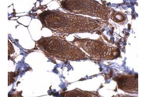 IHC-P Image EIF3D antibody detects EIF3D protein at cytosol on mouse skin by immunohistochemical analysis. (EIF3D 抗体)