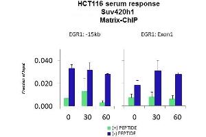 Quiescent human colon carcinoma HCT116 cultures were treated with 10% FBS for three time points (0, 15, 30min) or (0, 30, 60min) were used in Matrix-ChIP and real-time PCR assays at EGR1 gene (Exon1) and 15kb upstream site. (SUV420H1 抗体  (C-Term))