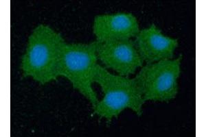 ICC/IF analysis of PRDX5 in Hep3B cells line, stained with DAPI (Blue) for nucleus staining and monoclonal anti-human PRDX5 antibody (1:100) with goat anti-mouse IgG-Alexa fluor 488 conjugate (Green). (Peroxiredoxin 5 抗体  (AA 53-214))