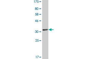 Western Blot detection against Immunogen (33.