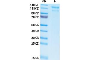 Biotinylated Human LDLR on Tris-Bis PAGE under reduced condition.