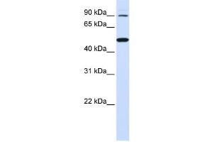 Western Blotting (WB) image for anti-Rhomboid 5 Homolog 1 (RHBDF1) antibody (ABIN2459330) (RHBDF1 抗体)