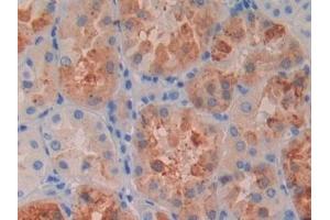 Detection of RBP4 in Human Kidney Tissue using Monoclonal Antibody to Retinol Binding Protein 4 (RBP4) (RBP4 抗体)