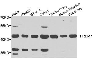 Western blot analysis of extracts of various cells, using PRDM7 antibody. (PRDM7 抗体)