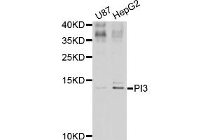 Western blot analysis of extracts of various cell lines, using PI3 antibody. (PI3 抗体)