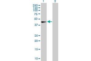 Western Blot analysis of PHF10 expression in transfected 293T cell line by PHF10 MaxPab polyclonal antibody. (PHF10 抗体  (AA 1-410))