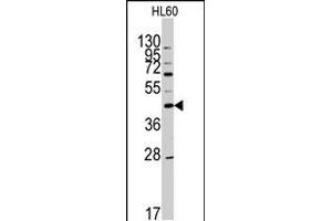 Western blot analysis of APOA5 polyclonal antibody  in HL-60 cell line lysates (35 ug/lane). (APOA5 抗体  (N-Term))