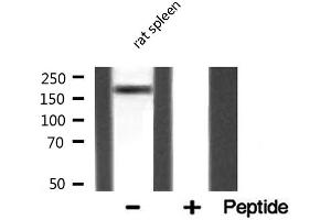 Western blot analysis of MAST2 expression in Rat spleen lysate (MAST2 抗体  (Internal Region))