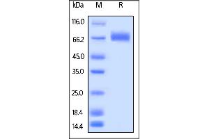Biotinylated Human LILRA3, His,Avitag on  under reducing (R) condition.