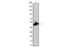 Western blot analysis using KRT15 mouse mAb against A431 cell lysate.