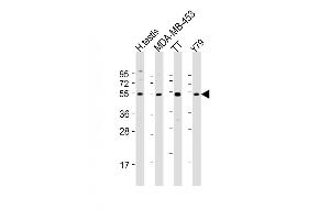 All lanes : Anti-WDR51B Antibody (C-term) at 1:2000 dilution Lane 1: human testis lysate Lane 2: MDA-MB-453 whole cell lysate Lane 3: TT whole cell lysate Lane 4: Y79 whole cell lysate Lysates/proteins at 20 μg per lane. (POC1B 抗体  (C-Term))