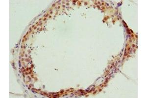 Immunohistochemistry of paraffin-embedded human testis tissue using ABIN7153413 at dilution of 1:100 (GABPB1 抗体  (AA 231-395))