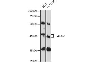 Western blot analysis of extracts of various cell lines, using MICU2 Rabbit pAb (ABIN6127291, ABIN6143833, ABIN6143834 and ABIN6215793) at 1:1000 dilution. (EFHA1 抗体  (AA 50-150))