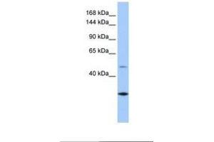 Image no. 1 for anti-Calmin (CLMN) (AA 851-900) antibody (ABIN6738907) (CLMN 抗体  (AA 851-900))