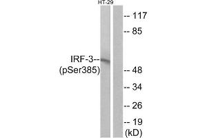 Western Blotting (WB) image for anti-Interferon Regulatory Factor 3 (IRF3) (pSer385) antibody (ABIN1847283) (IRF3 抗体  (pSer385))