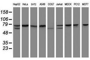 Image no. 2 for anti-Coiled-Coil Domain Containing 93 (CCDC93) (AA 293-631) antibody (ABIN1491350) (CCDC93 抗体  (AA 293-631))