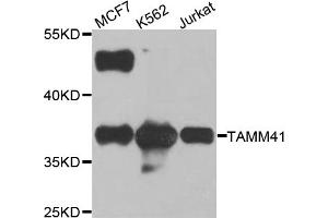 Western blot analysis of extracts of various cell lines, using TAMM41 antibody. (TAM41 抗体)