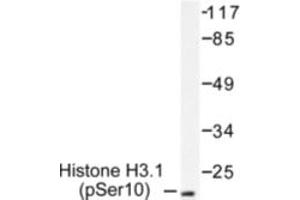 Image no. 1 for anti-Histone H3.1 (HIST1H3B) (pSer10) antibody (ABIN318041) (Histone H3.1 抗体  (pSer10))