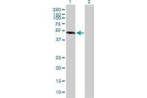 Western Blot analysis of EFEMP1 expression in transfected 293T cell line by EFEMP1 MaxPab polyclonal antibody. (FBLN3 抗体  (AA 1-493))
