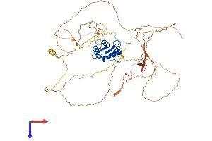 ELF1 Protein (AA 1-612) (His tag)