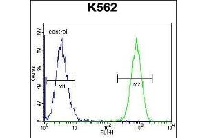 TAF4B Antibody (C-term) (ABIN656097 and ABIN2845440) flow cytometric analysis of K562 cells (right histogram) compared to a negative control cell (left histogram). (TAF4B 抗体  (C-Term))