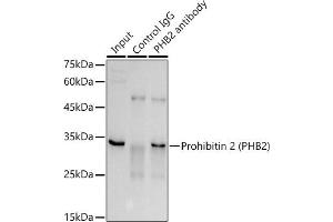 Immunoprecipitation analysis of 300 μg extracts of A-549 cells using 3 μg Prohibitin 2 (PHB2) antibody (ABIN1681345, ABIN3018997, ABIN3018998, ABIN5664807 and ABIN6220664). (Prohibitin 2 抗体  (AA 1-299))