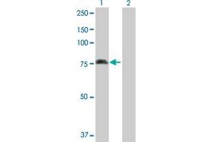Western Blot analysis of ALOX15 expression in transfected 293T cell line by ALOX15 MaxPab polyclonal antibody. (ALOX15 抗体  (AA 1-662))