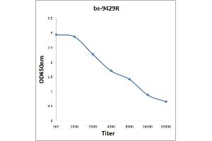 Antigen: 0. (TXNDC9 抗体  (AA 182-226))